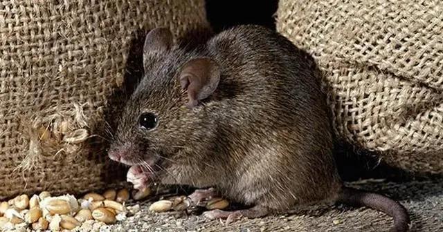 床上吃东西老鼠把耳朵咬掉了,睡觉被老鼠咬下巴