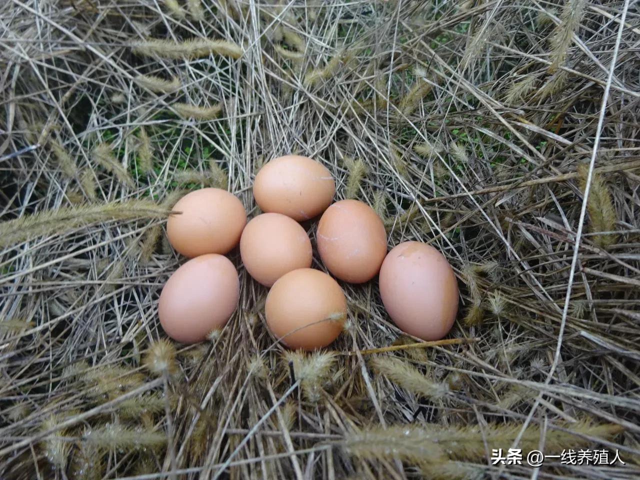 土鸡蛋如何分辨好的和坏的,关于土鸡蛋这些消费误区你知道吗