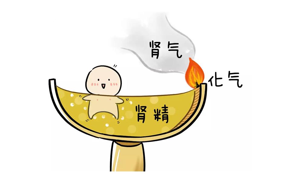 敛阳气的中药,滋阴补精的中药