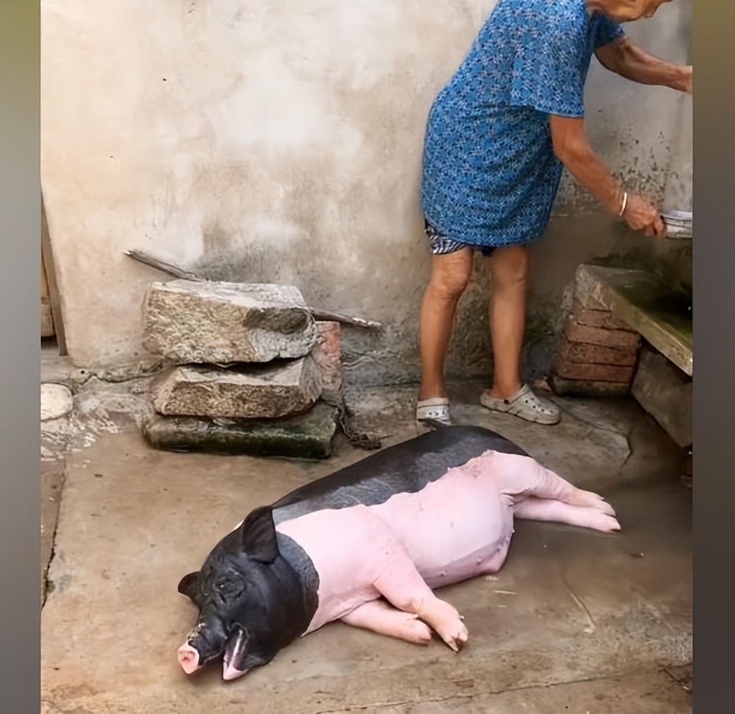 女子养泰国小香猪,购买泰国小香猪
