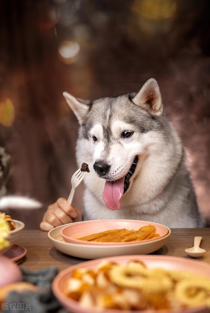 养宠物哈士奇注意事项,养哈士奇的说说