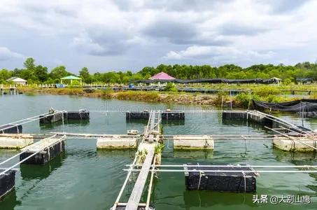 养鱼降低风险最好方法,养鱼不杀菌可以吗