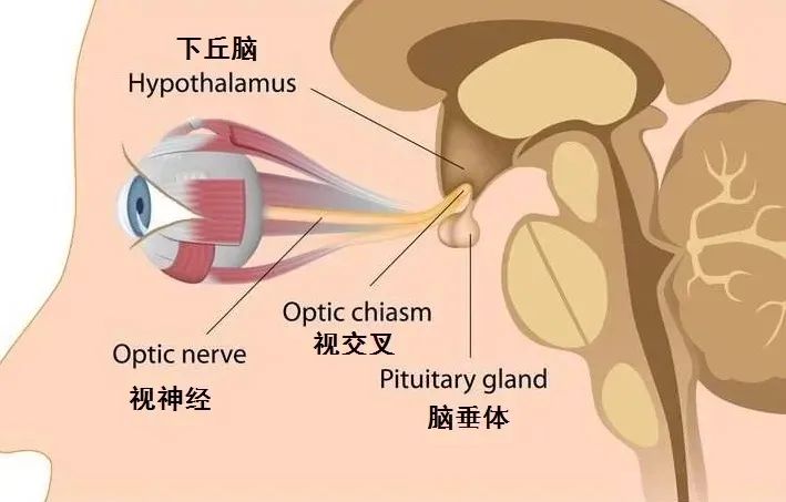 垂体瘤术后胡言乱语能恢复正常吗,垂体瘤术后的护理问题和护理措施