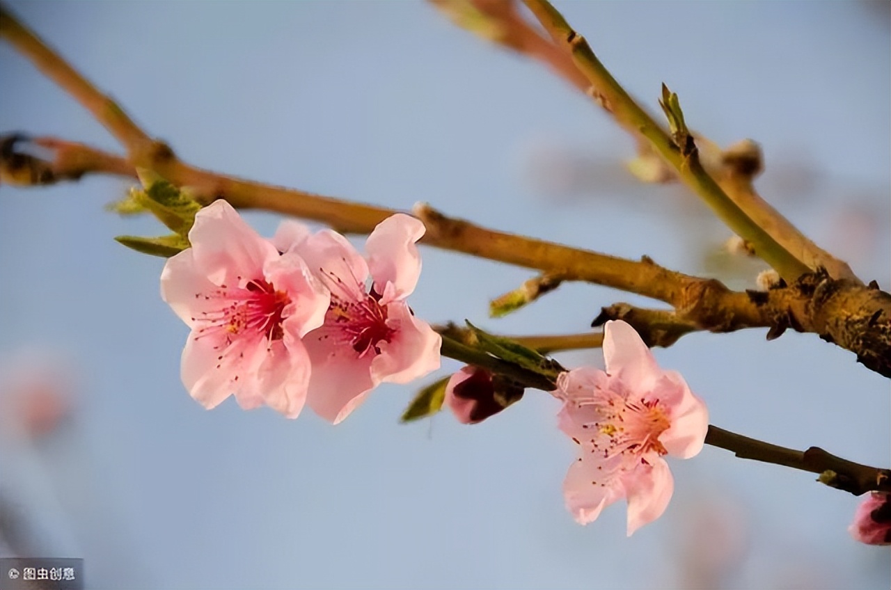赏花最好的十首诗,看花发朋友圈的绝美诗句
