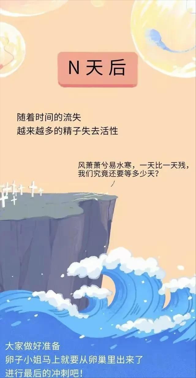 精子在人体24小时经历了什么,精子在人体24个小时都经历了什么