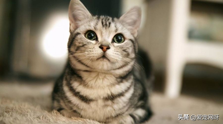 猫咪品种大全及图片,猫咪品种大全视频