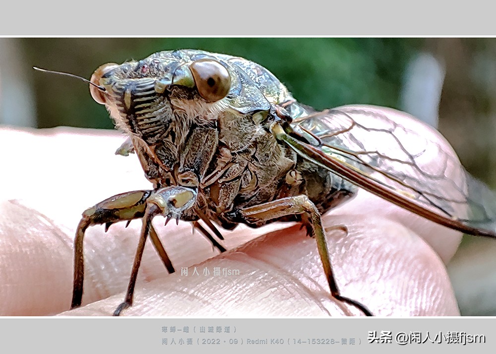 微距摄影就是近距离拍摄微小物体,微距摄影和近距离摄影有区别吗