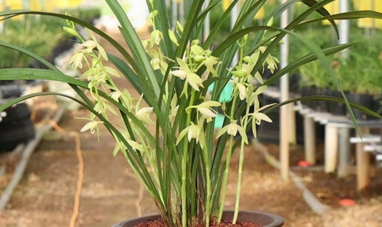 大凤素兰花可以存活几年,大凤素和青山玉泉哪个兰花好