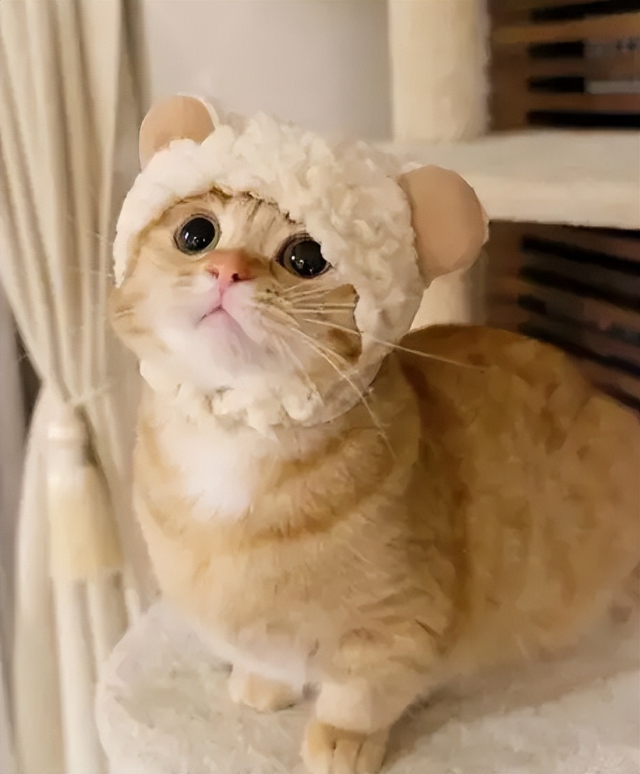 短腿猫优点,短腿猫好养活吗