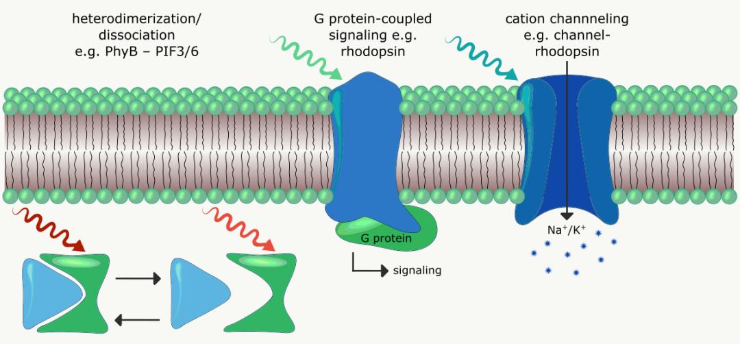 3iPhasor三维全息光刺激模块助力开创光遗传学研究新范式