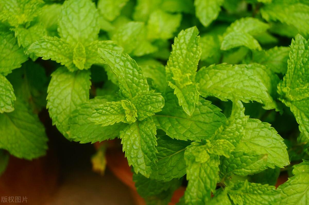 夏季室内适合养什么植物驱蚊虫,蚊虫多适合在室内养什么植物