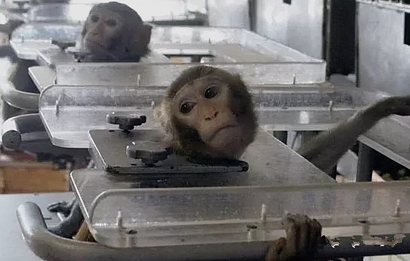 英国反对泰国用猴子摘椰子,泰国人逼迫猴子摘椰子