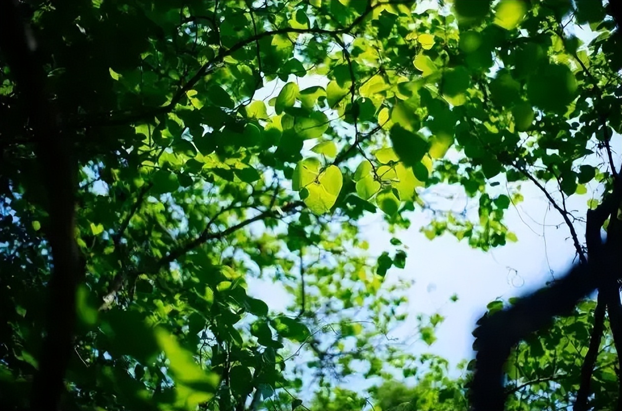 夏日纳凉诗词,描写纳凉的七绝诗