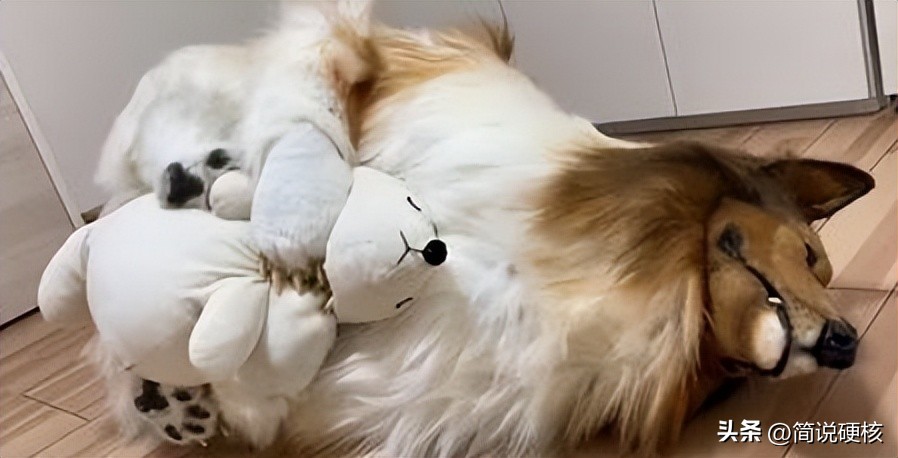 日本男子花200万变狗还会说话吗,日本男子花200万变狗后能说话吗