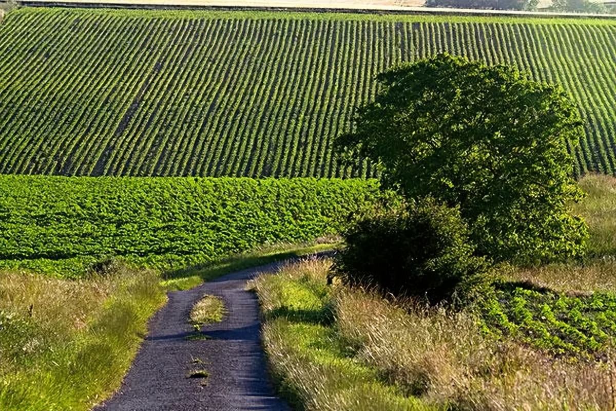 2018法国为什么那么强,法国为什么在欧洲实力最强