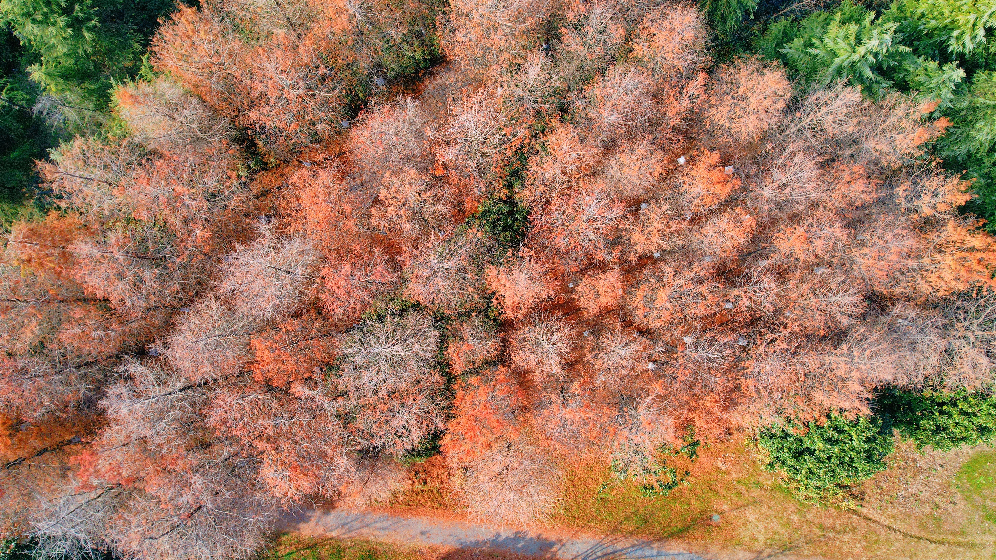 苏州东太湖游玩攻略,新年苏州旅游攻略三天两夜