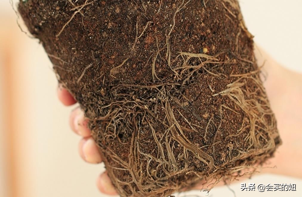 好看的绿植店铺推荐,招财又好养的店铺绿植