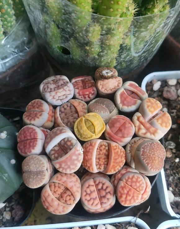 多肉生石花中间长出小芽怎样办,多肉生石花用纯颗粒土控养怎么样