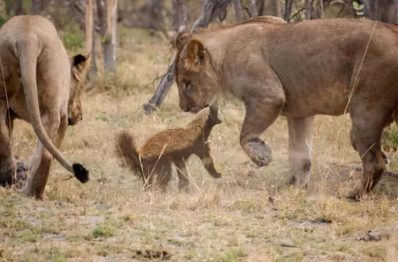 蜜獾平头哥它的天敌是谁,蜜獾平头哥最大的天敌
