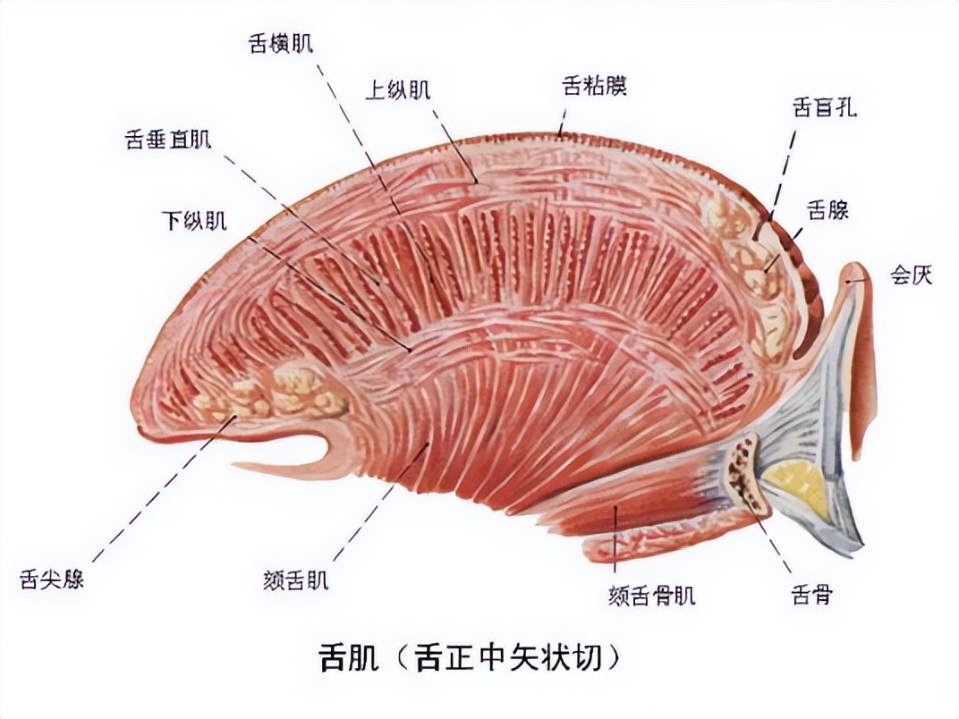舌头是最强韧有力的肌肉，为什么人类不进化出用舌头打架？