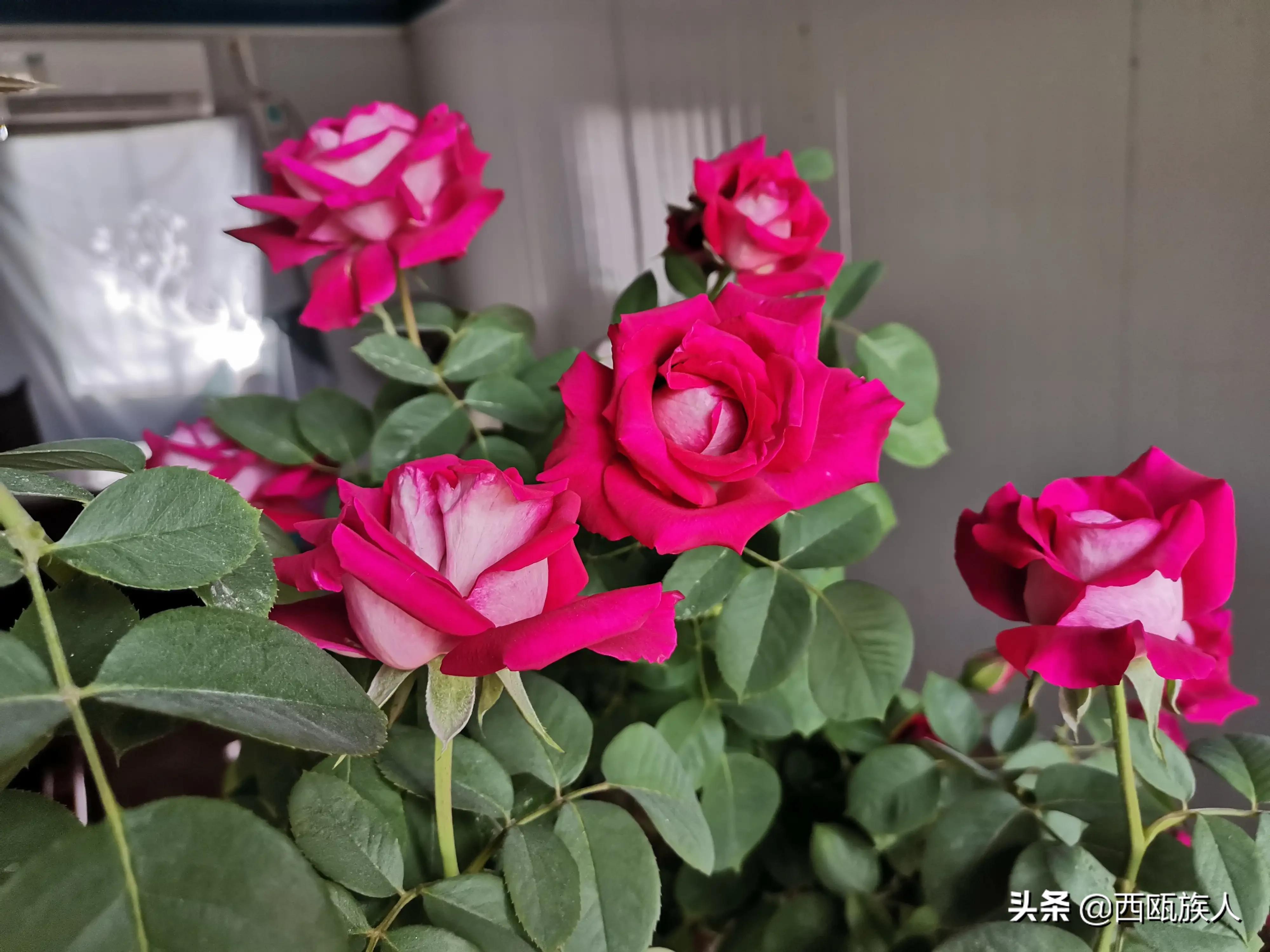 月季花最佳观赏时间,月季花鲜切花养护方法