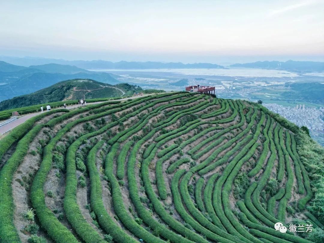 全国十大魅力茶乡有哪里,美丽的家乡茶乡