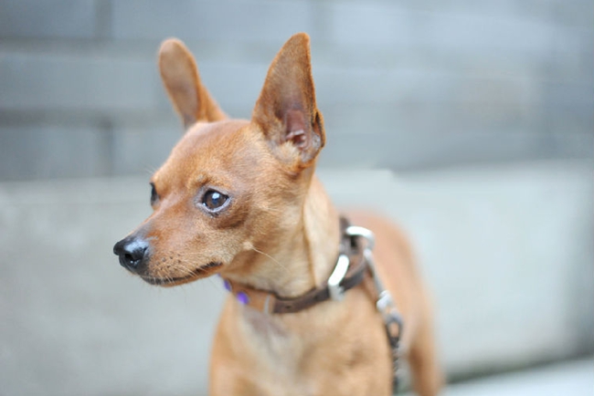 小鹿犬头上有疙瘩怎么回事,小鹿犬头上掉毛秃了一块