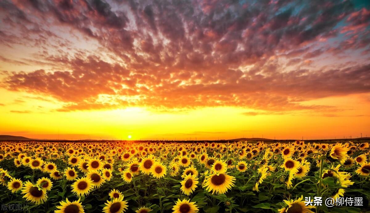 怎样用手机拍出向日葵好看的照片,向日葵怎样拍好看