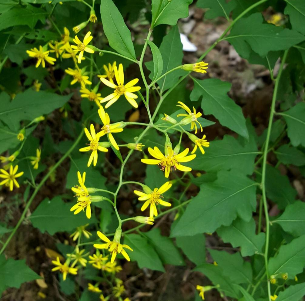 清明期间开的野花有哪些,清明节野花