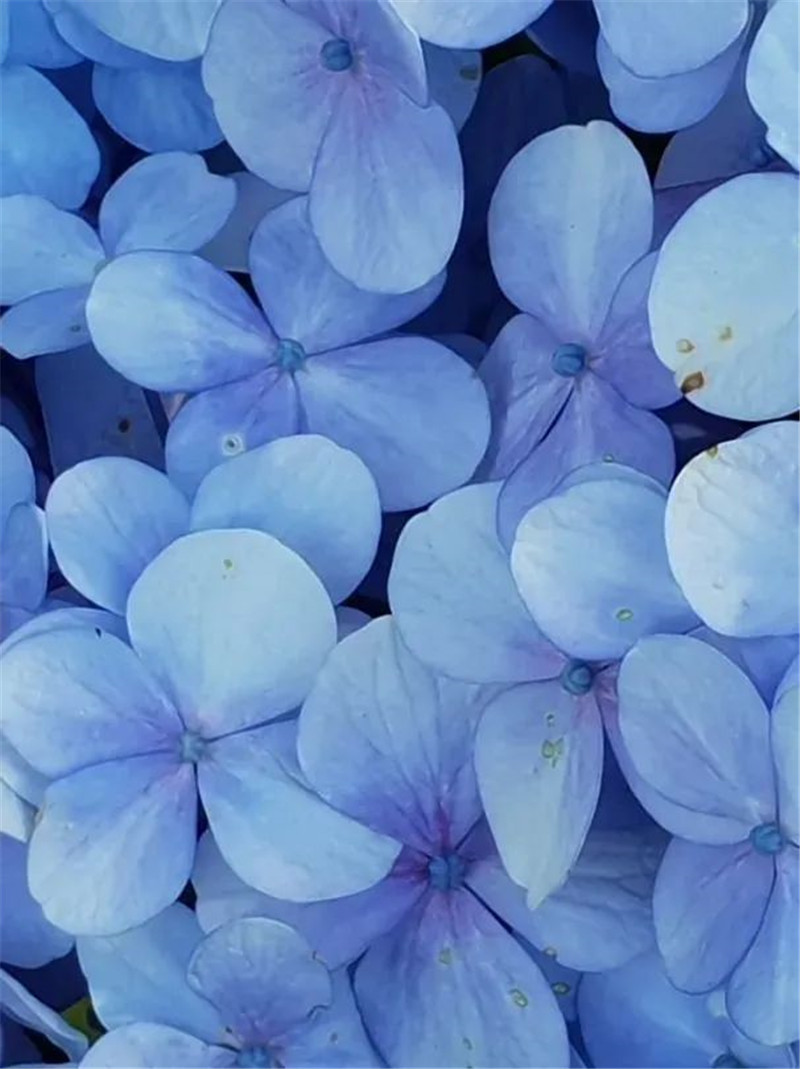 黛昂丝新品上新通知,黛昂丝高级白