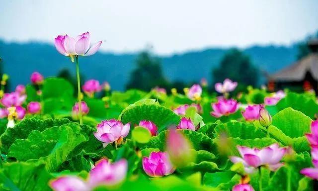 感受夏天的文案,感受夏天知了的叫声