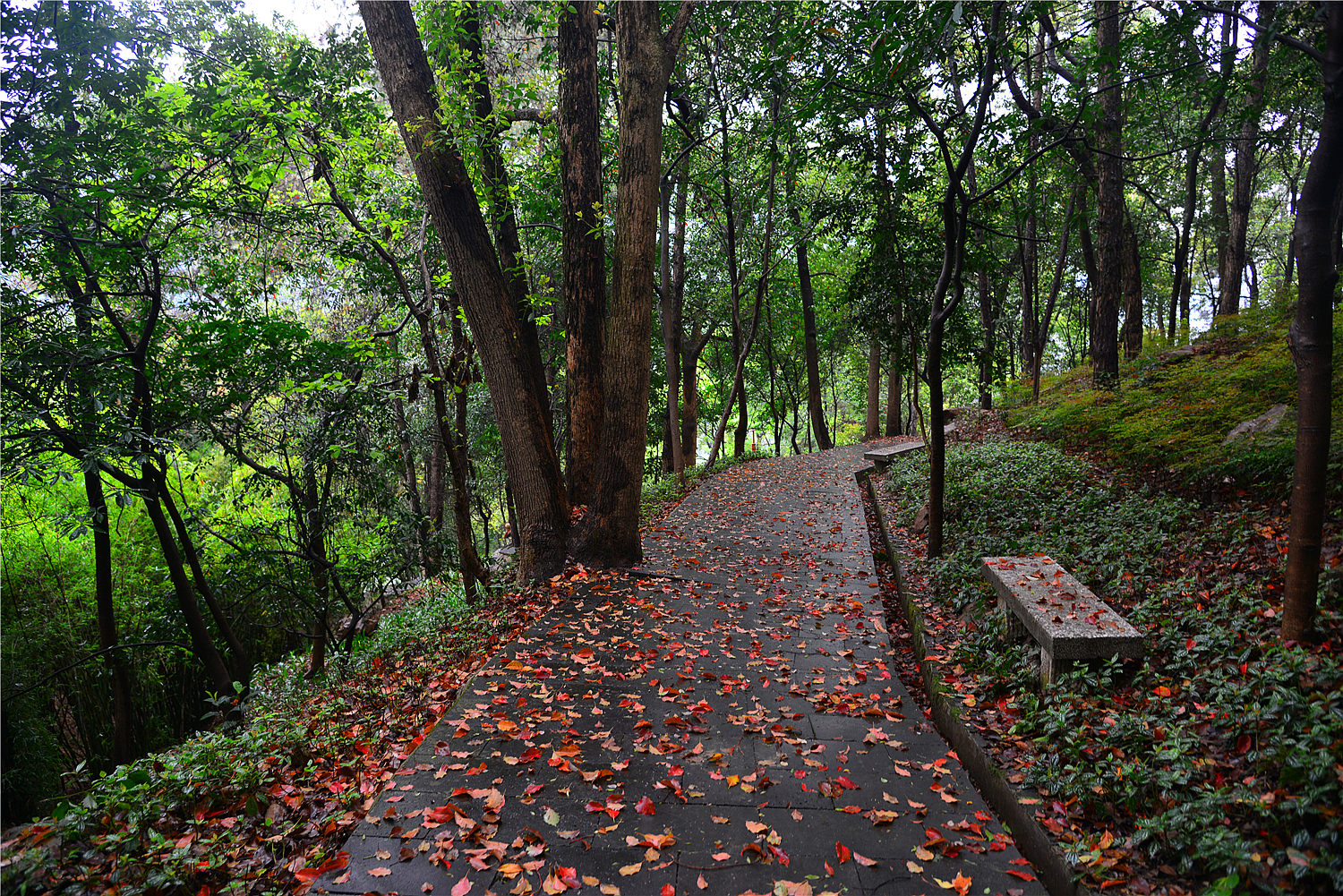 【重庆影像376】·铁山坪森林公园（202302）