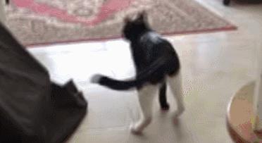 怎样测试猫咪的智商低还是高,如何测试猫咪的智商高不高