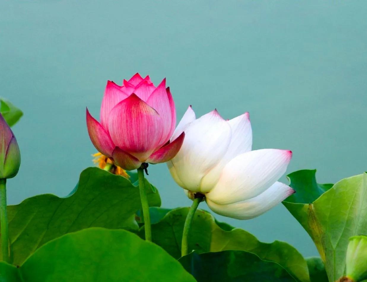 百年好合啥意思,百年好荷酒