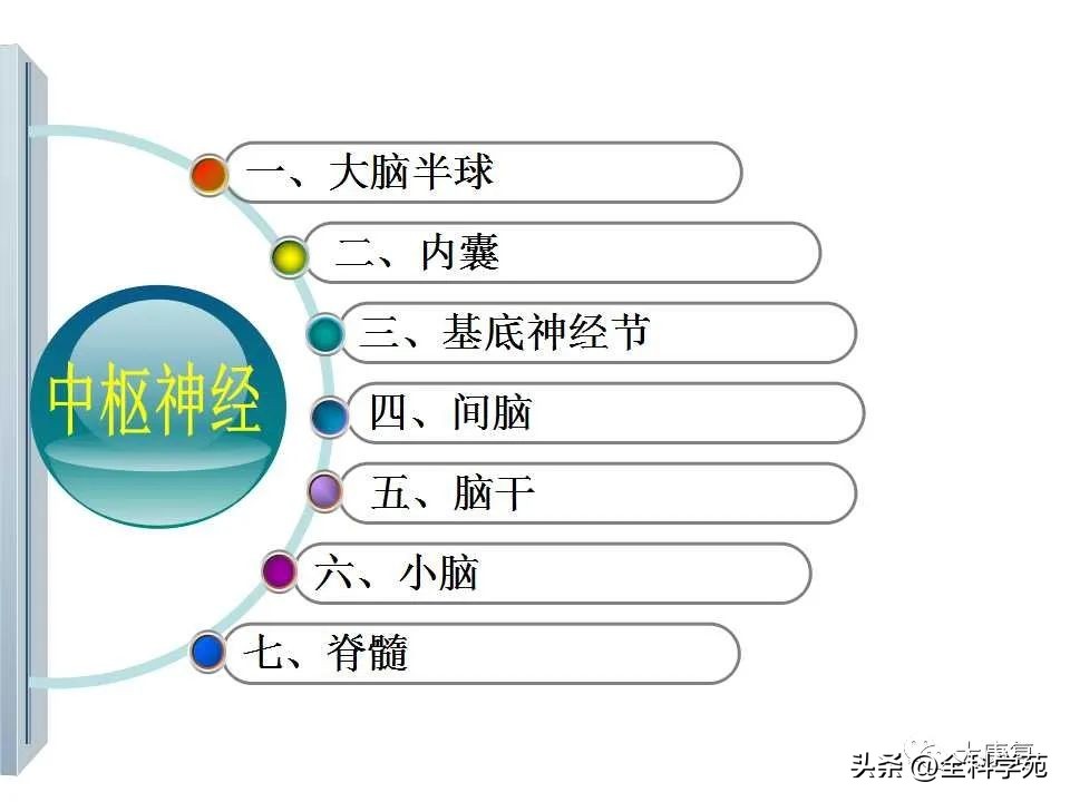 神经系统的影像与解剖定位,最全神经解剖图