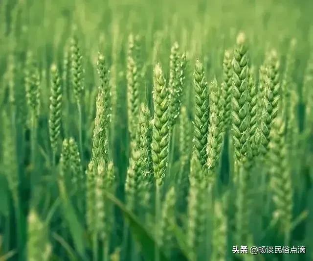 “四月八日雨，鱼在岸下死；四月八日晴，鱼儿上蒿林”，农谚准吗