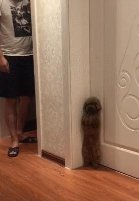 泰迪犬的饲养方法大全视频播放,1-3个月泰迪犬的饲养方法