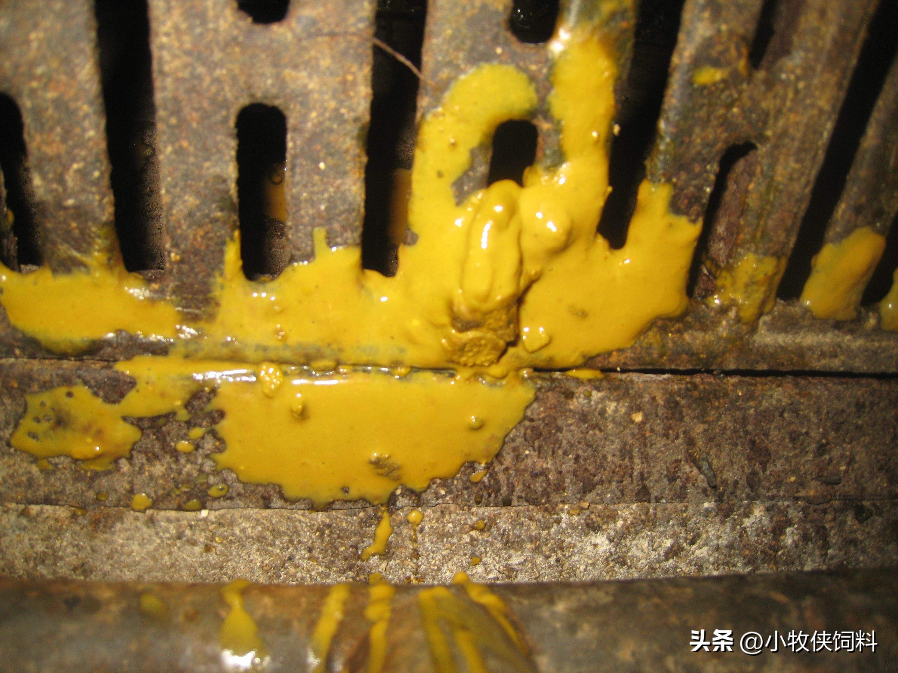 仔猪拉黄色稀屎怎么回事,仔猪拉黄屎是怎么回事