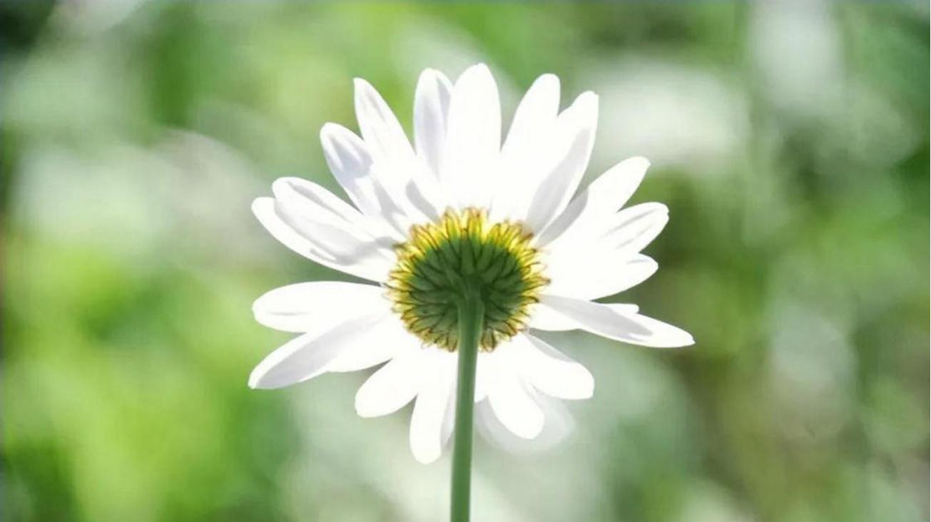 2005年，四川八岁女孩身患白血病，自愿放弃治疗，安排自己的后事