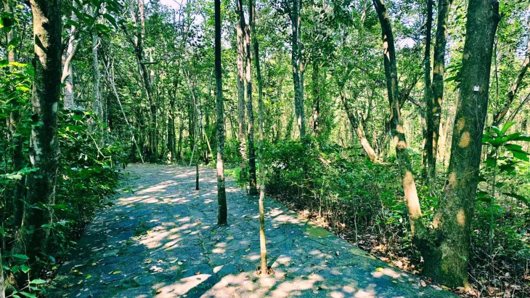 春日出游计划东寨港红树林观鸟游,东寨港红树林观鸟