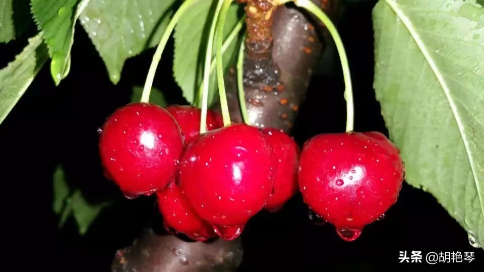 又是一年樱桃红，8首诗词，看红珠点点，忆似水流年