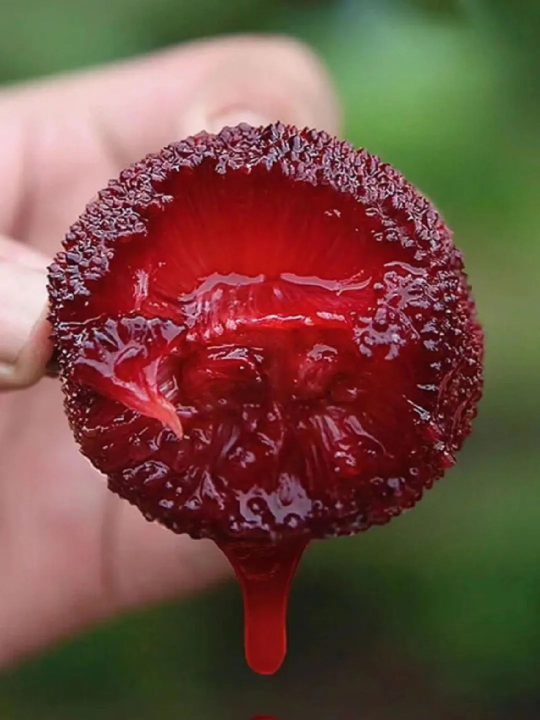 带你们体验摘杨梅的乐趣,酸酸甜甜的杨梅有谁陪我一起采摘