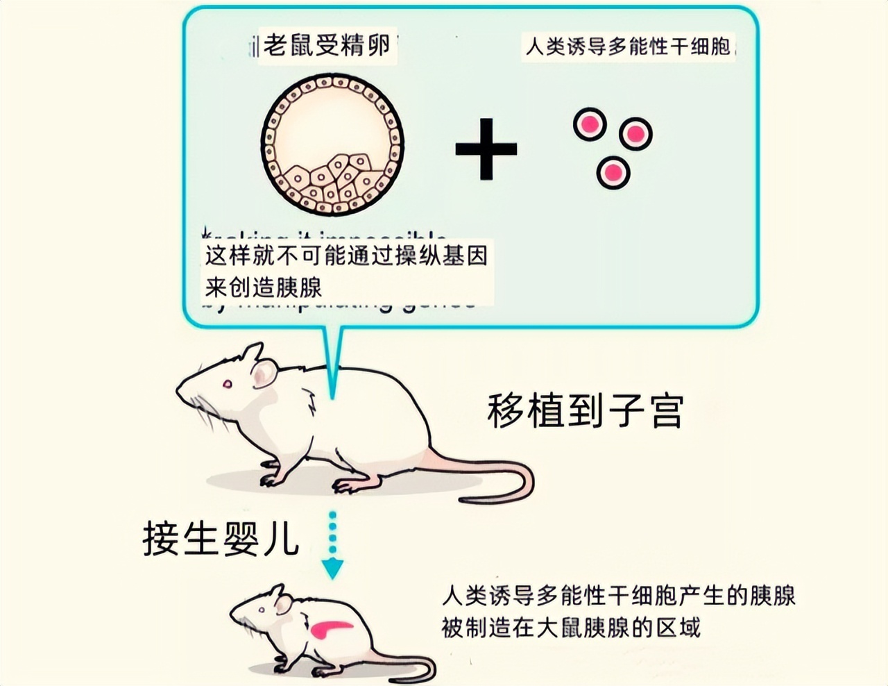 人类真的能杂交吗,人类动物能混血吗