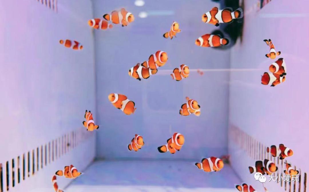 北京最美的花鸟市场,北京值得逛的花鸟市场