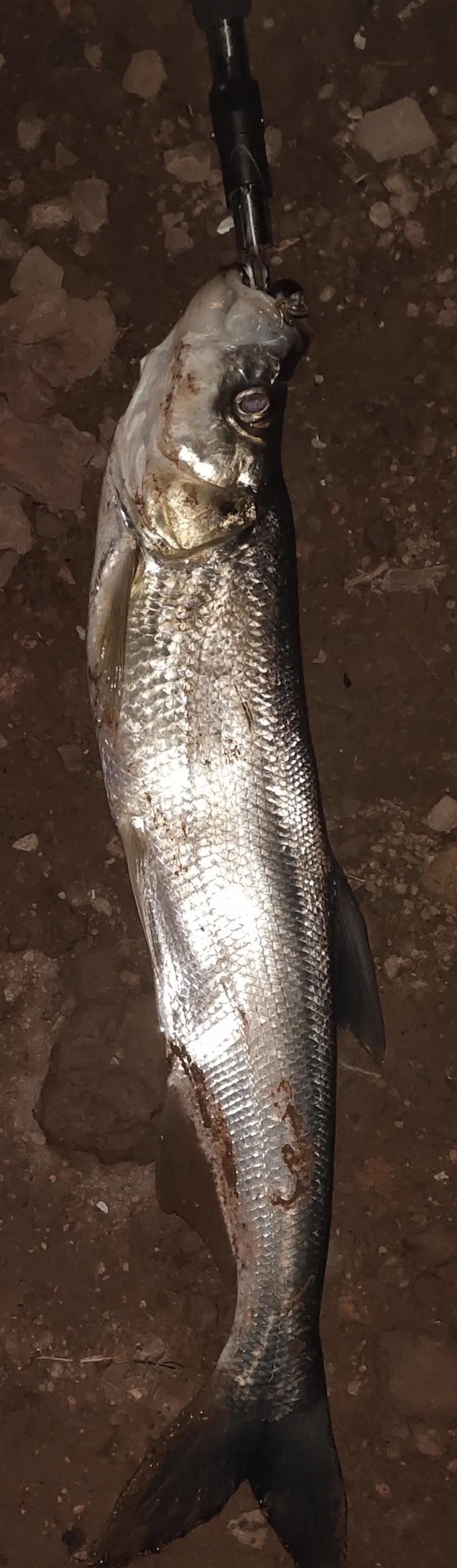 路亚钓翘嘴的正确方法和技巧,路亚翘嘴怎么钓有什么技巧和动作