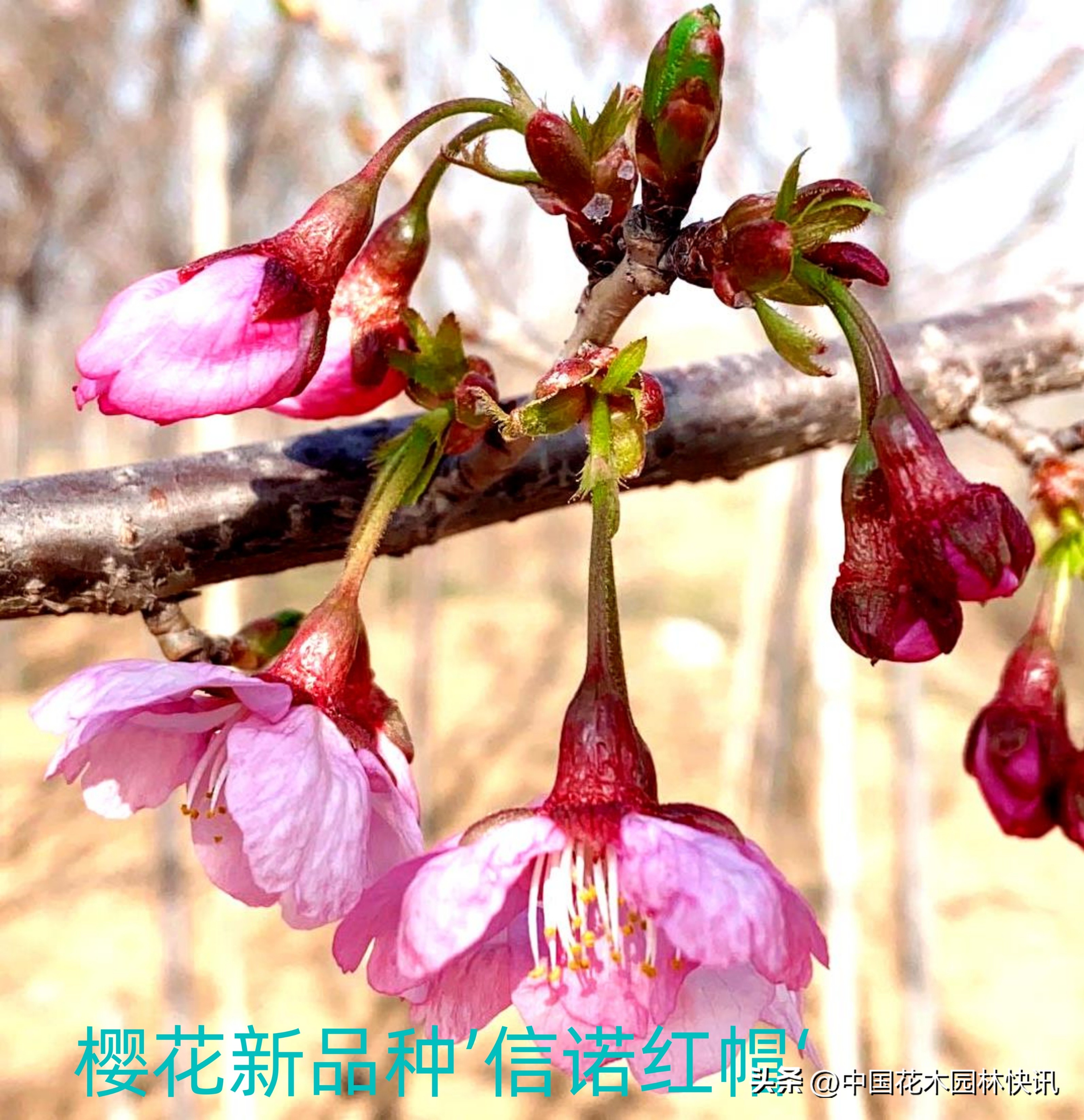 青岛樱桃谷樱花,青岛大崂樱花谷单樱