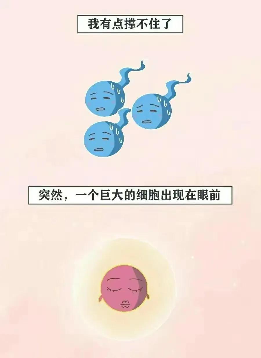 精子进入女生体内的全过程，真是一路坎坷又艰难