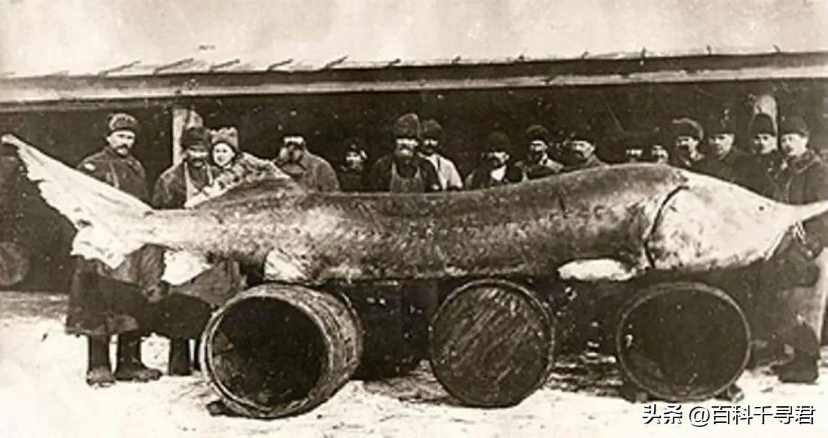 翻车鲀是世界上最大的硬骨鱼类吗,翻车鲀是世界上最大的鱼类吗