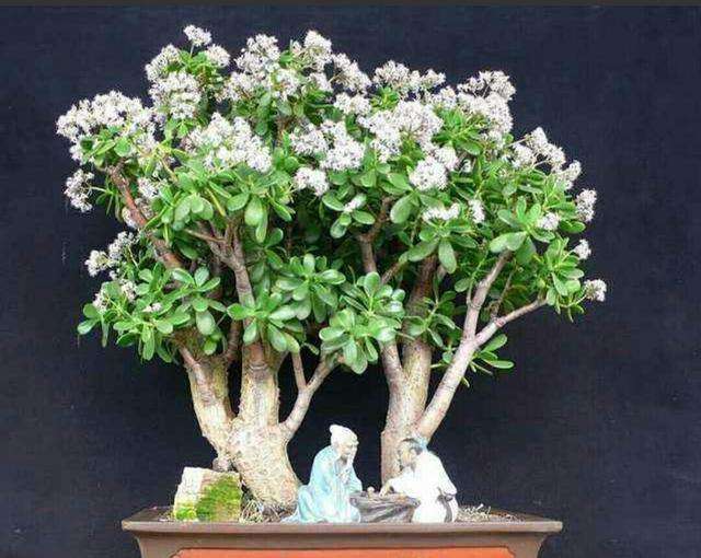 风水最好的十大吉祥树,适合南方庭院十大吉祥树排名