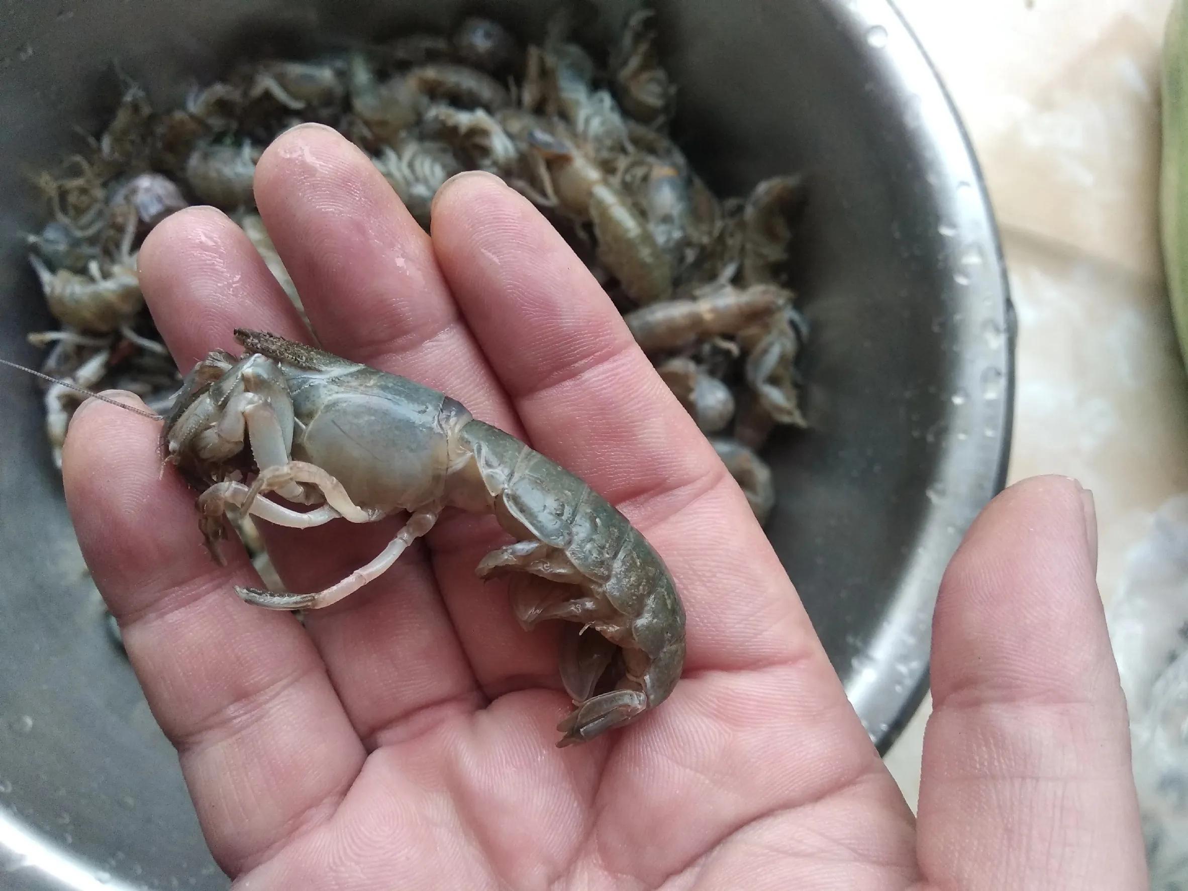 五一必备超级肥美大虾尾,海鲜鲍鱼小龙虾还有哪些